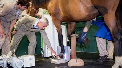 Les procédures vétérinaires utilisant des rayonnements ionisants sont nombreuses et variées : tomographie, radiologie interventionnelle, radiothérapie, curiethérapie, scintigraphie…. Ici, radiographie du pied d’un cheval à l'école nationale vétérinair