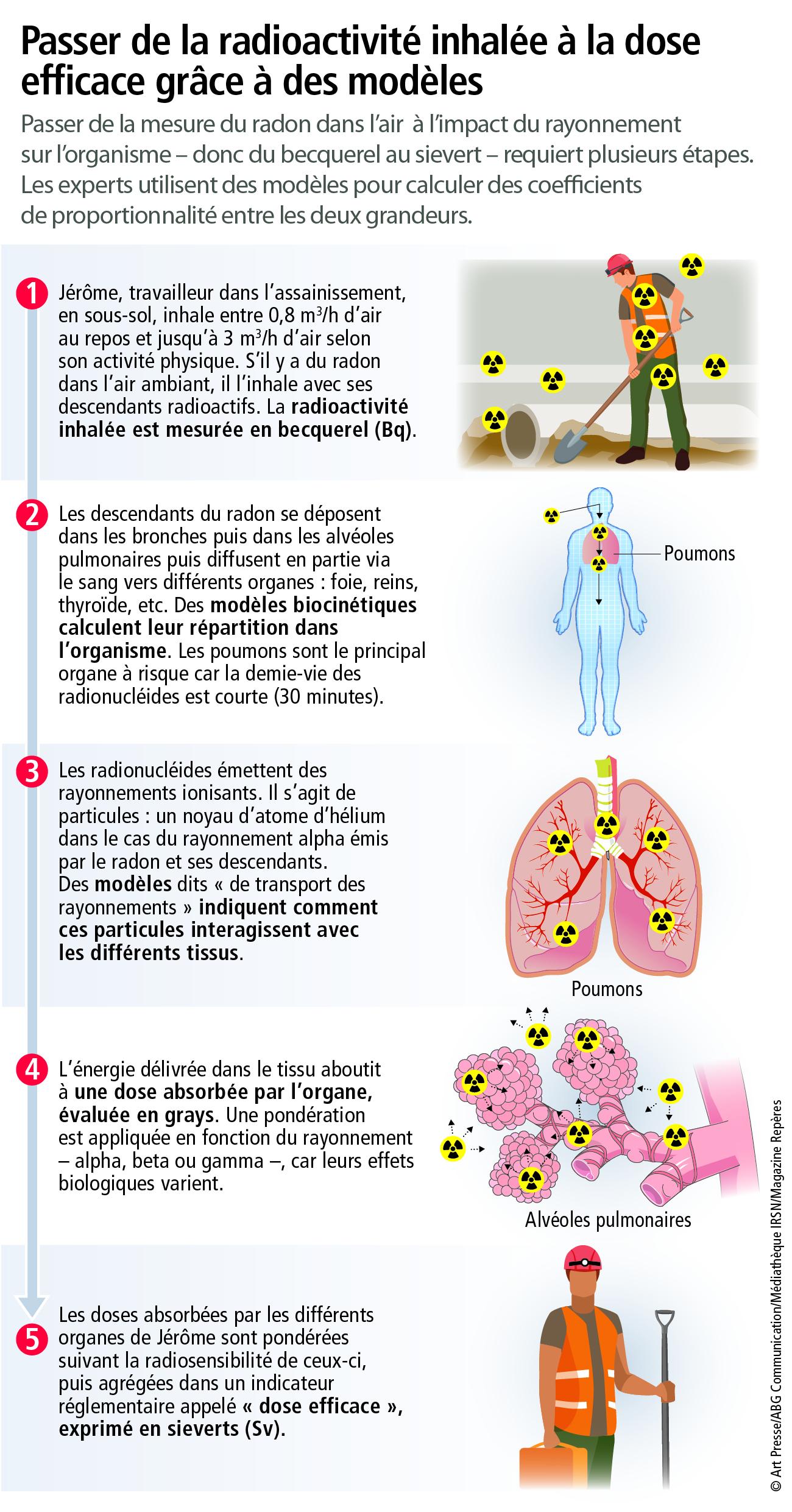 Infographie Passer de la radioactivité inhalée à la dose efficace grâce à des modèles